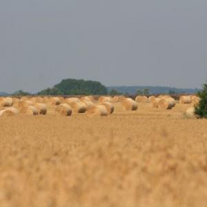 Bring in the harvest