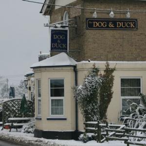 Dog and Duck