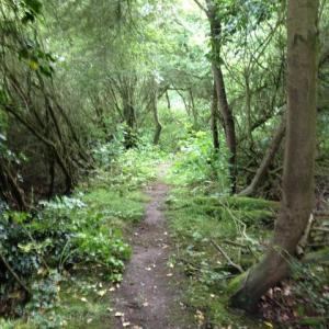 The Woods